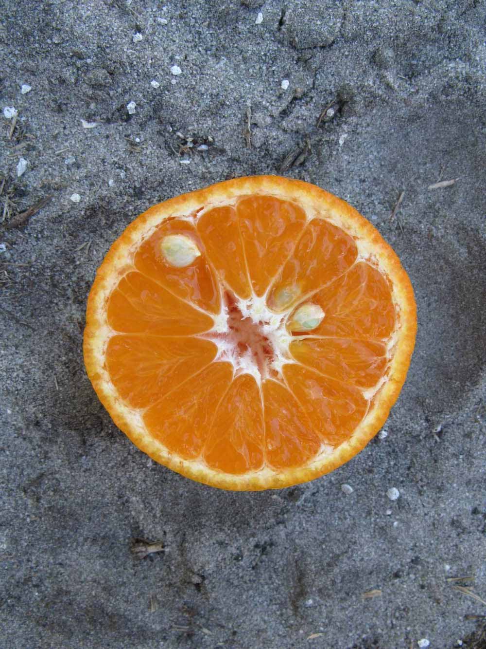              Fruit cross-section of  Citrus unshiu       (Dobashi Beni, Winter Haven, FL)       